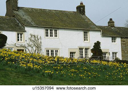Picture - Daffodils naturalised on a grass bank outside a white country house.. Fotosearch