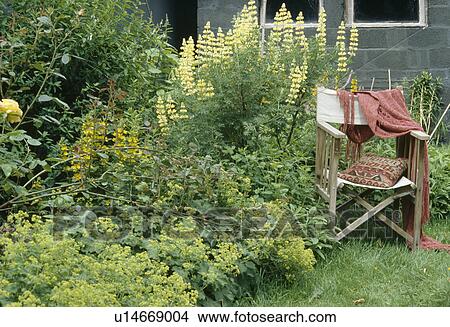 Director's chair with cusion and wrap in front of unruly border of tree lupin underplanted with yellow lamium.. View Large Photo Image Picture - Director's chair with cusion and wrap in front of unruly border of tree lupin underplanted with yellow lamium... Fotosearch