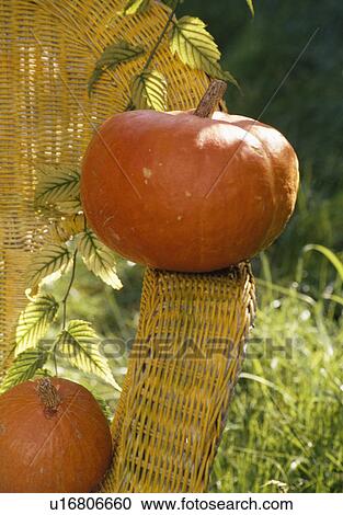 Stock Image - display of pumpkins&#10;. Fotosearch