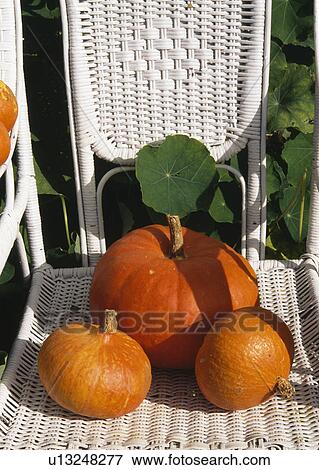 Stock Photo - display of pumpkins&#10;. Fotosearch