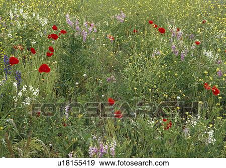 Early summer meadow with poppies, buttercups and pink and white corddalis. View Large Photo Image Stock Photo - Early summer meadow with poppies, buttercups and pink and white corddalis.. Fotosearch
