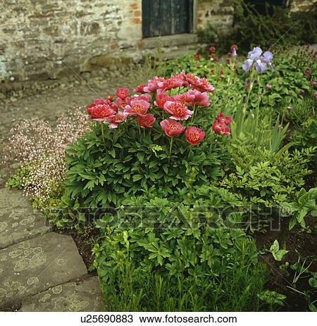 Early summer perennial border with peonies, iris and London pride. View Large Photo Image Stock Image - Early summer perennial border with peonies, iris and London pride.. Fotosearch