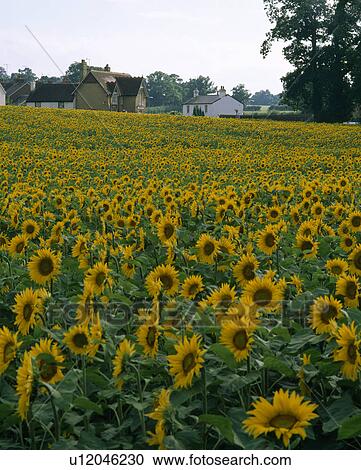 Stock Image - Field of sunflowers with cottages.. Fotosearch