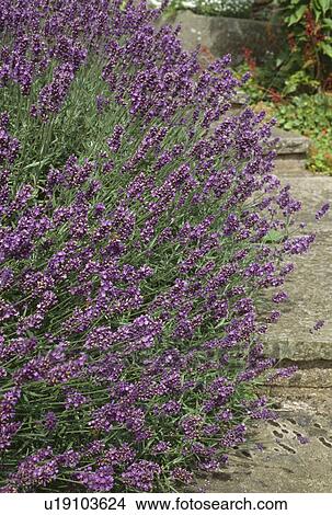 Picture - Flagged stone path edged with a lavender hedge.. Fotosearch