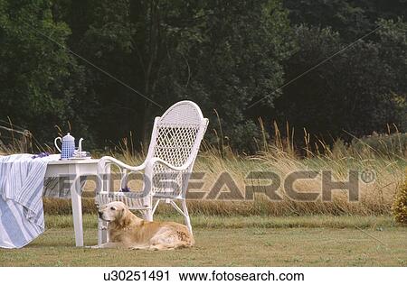 Golden retriever dog lying beside white table and white wicker chair on lawn in country garden View Large Photo Image Stock Image - Golden retriever dog lying beside white table and white wicker chair on lawn in country garden. Fotosearch