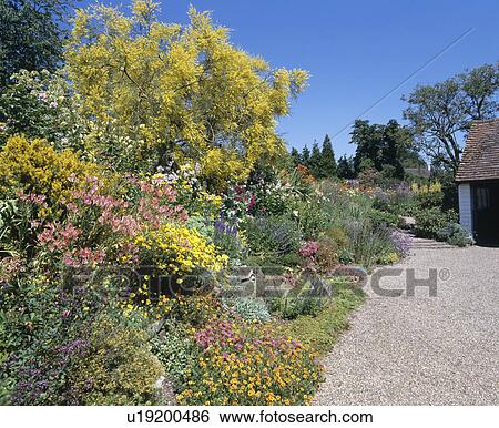 Gravel path beside herbaceous border with yellow-flowering shrubs in large country garden in summer View Large Photo Image Stock Photograph - Gravel path beside herbaceous border with yellow-flowering shrubs in large country garden in summer. Fotosearch