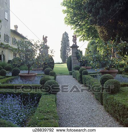 Gravel path formal parterre garden with forget-me-nots in beds edged with clipped box balls and hedge View Large Photo Image Stock Image - Gravel path formal parterre garden with forget-me-nots in beds edged with clipped box balls and hedge. Fotosearch