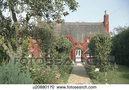 Gravel path through garden in front of thatched country cottage with red Virginia Creeper on the walls View Large Photo Image Stock Image - Gravel path through garden in front of thatched country cottage with red Virginia Creeper on the walls. Fotosearch