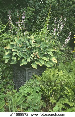 Stock Image - Green ferns below hostas in metal planter in garden border. Fotosearch