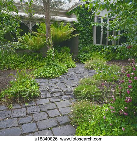 Grey paved path through garden with low-growing plants and lush green ferns to traditional house View Large Photo Image Stock Photograph - Grey paved path through garden with low-growing plants and lush green ferns to traditional house. Fotosearch