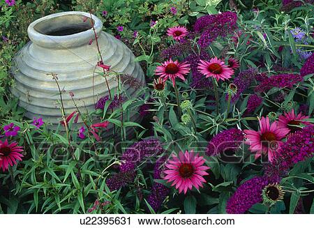 Grey stone urn with low growing buddleja and coneflower. View Large Photo Image Stock Image - Grey stone urn with low growing buddleja and coneflower.. Fotosearch