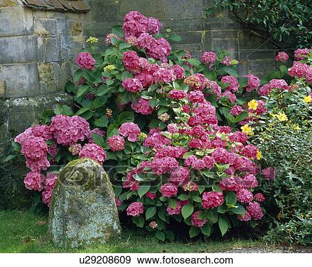 Stock Photo - Group of pink mophead hydrangeas at the base of a stone wall. Fotosearch