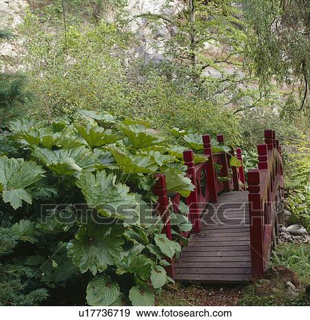 Gunnera beside red wooden oriental-style bridge in country garden View Large Photo Image Stock Photo - Gunnera beside red wooden oriental-style bridge in country garden. Fotosearch