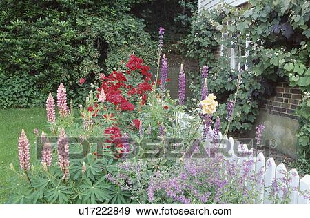 Informal June border with catmint, lupins and roses by a white picket fence. View Large Photo Image Stock Photo - Informal June border with catmint, lupins and roses by a white picket fence.. Fotosearch
