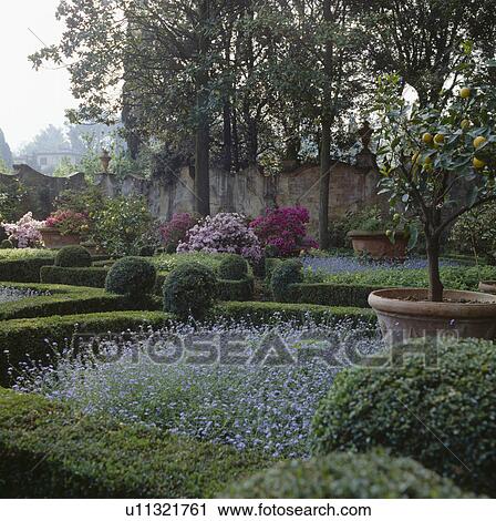 Italian parterre garden with forget-me-nots in beds edged with clipped box hedges and pink azaleas and citrus trees in pots View Large Photo Image Stock Image - Italian parterre garden with forget-me-nots in beds edged with clipped box hedges and pink azaleas and citrus trees in pots. Fotosearch