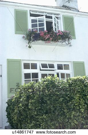 Ivy covered wall in front of small white house with green shutters and open casement windows View Large Photo Image Stock Photo - Ivy covered wall in front of small white house with green shutters and open casement windows. Fotosearch