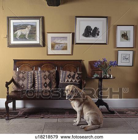 Labrador dog in front of wooden settle in cottage hall View Large Photo Image Stock Photo - Labrador dog in front of wooden settle in cottage hall. Fotosearch