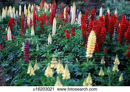Stock Image - Large swathe of red, white and yellow lupins.. Fotosearch