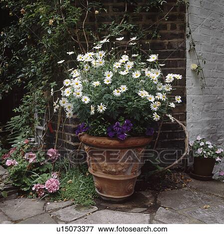 Large terracotta pot of white marguerites on a stone patio. View Large Photo Image Stock Photo - Large terracotta pot of white marguerites on a stone patio.. Fotosearch