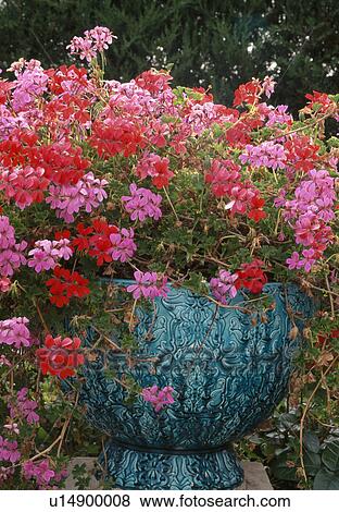 . Large torquoise glazed pot with pink geraniums. View Large Photo Image Stock Photo - . Large torquoise glazed pot with pink geraniums.. Fotosearch