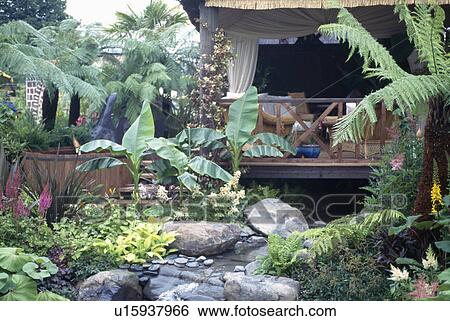 Large tree ferns and banana plants beside stream in oriental garden below veranda of summerhouse View Large Photo Image Stock Photograph - Large tree ferns and banana plants beside stream in oriental garden below veranda of summerhouse. Fotosearch