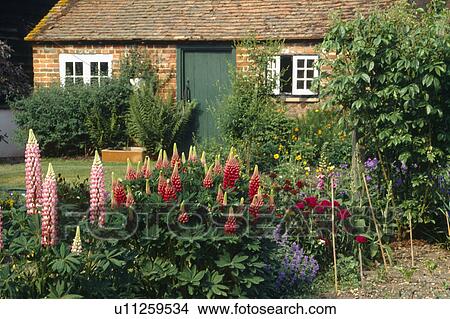 Picture - Late spring sunshine on a brick cottage with a wide border of lupins.. Fotosearch