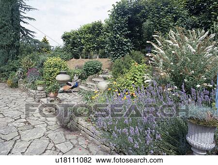 Lavender growing in border in large country garden with crazy-paving path View Large Photo Image Stock Image - Lavender growing in border in large country garden with crazy-paving path. Fotosearch