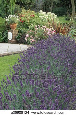Lavender hedge leading to a mixed summer border with pots of marguerites, phormium lilies and roses. View Large Photo Image Picture - Lavender hedge leading to a mixed summer border with pots of marguerites, phormium lilies and roses. . Fotosearch