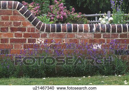 Lavender in border in front of old brick wall in country garden View Large Photo Image Stock Image - Lavender in border in front of old brick wall in country garden. Fotosearch