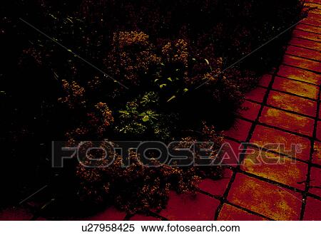 Stock Photography -  Lime green and purple planting of lady's mantle, sage and catmint.. Fotosearch