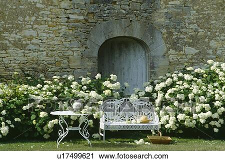 Low informal hedge of white hydrangeas at the foot of a high stone wall with white ironwork bench and table View Large Photo Image Stock Image - Low informal hedge of white hydrangeas at the foot of a high stone wall with white ironwork bench and table. Fotosearch