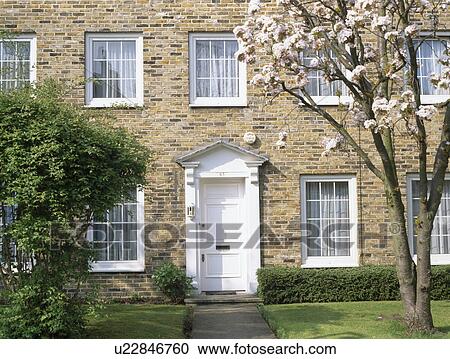 Stock Image - Magnolia tree growing on lawn in front of traditional new-build town-house. Fotosearch