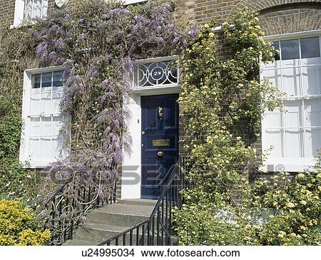 Picture - Mauve wisteria and pale yellow roses growing around door of traditional town-house. Fotosearch
