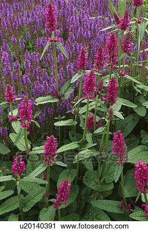 Stock Image -  Mimgled magenta and blue salvias.. Fotosearch