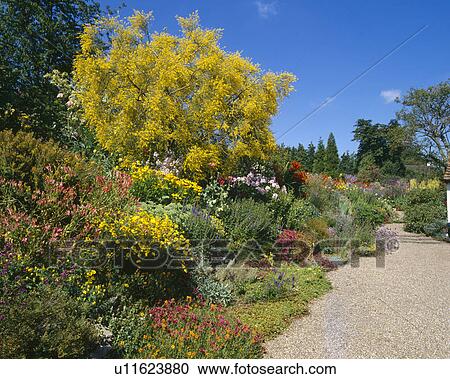 Mount Etna broom as the centrepiece of a bed in a gravel garden. View Large Photo Image Stock Image - Mount Etna broom as the centrepiece of a bed in a gravel garden.. Fotosearch