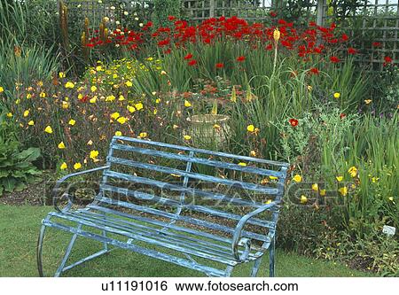 Old blue metal bench in front of summer garden border with red Crocosmia Lucifer and yellow evening primrose View Large Photo Image Stock Photograph - Old blue metal bench in front of summer garden border with red Crocosmia Lucifer and yellow evening primrose. Fotosearch