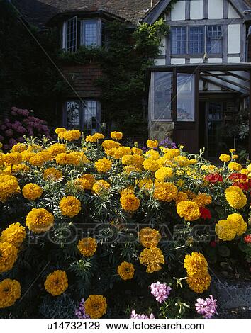 Orange African-marigolds in garden border in front of traditional country house View Large Photo Image Stock Photo - Orange African-marigolds in garden border in front of traditional country house. Fotosearch