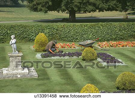Orange begonias and small clipped conifers in large formal garden with mown grass paths and man weeding View Large Photo Image Stock Photo - Orange begonias and small clipped conifers in large formal garden with mown grass paths and man weeding. Fotosearch
