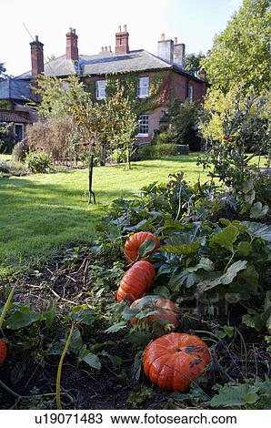 Stock Image - Orange pumpkins growing in large country house garden.. Fotosearch