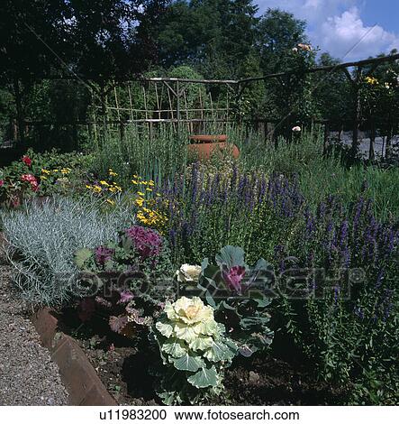 Ornamental cabbages summer border in country garden View Large Photo Image Stock Image - Ornamental cabbages summer border in country garden. Fotosearch