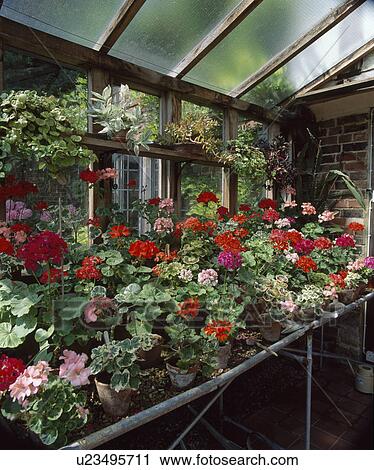 Stock Image -  Ornamentall greenhouse with bench of geraniums.. Fotosearch