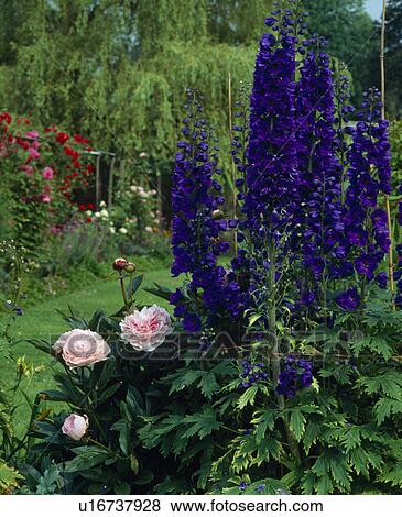 Pale pink peony with dark purple/blue delphiniums in large counrty garden. View Large Photo Image Stock Photo - Pale pink peony with dark purple/blue delphiniums in large counrty garden.. Fotosearch