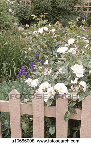 Pastel pink wooden picket fence in front of white roses in summer garden View Large Photo Image Stock Photo - Pastel pink wooden picket fence in front of white roses in summer garden . Fotosearch