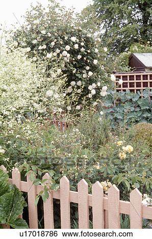 Pastel pink wooden picket fence in front of summer cottage garden with white crambe and roses View Large Photo Image Stock Photograph - Pastel pink wooden picket fence in front of summer cottage garden with white crambe and roses. Fotosearch