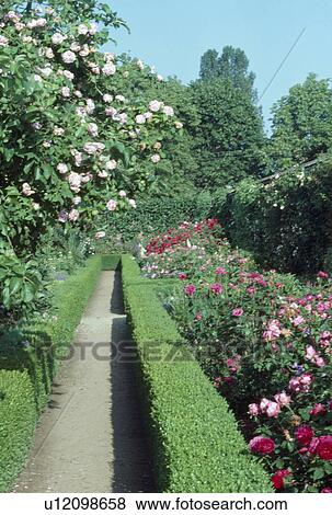 Path between pink roses in border with low clipped box hedging in large country garden in summer View Large Photo Image Stock Photo - Path between pink roses in border with low clipped box hedging in large country garden in summer. Fotosearch