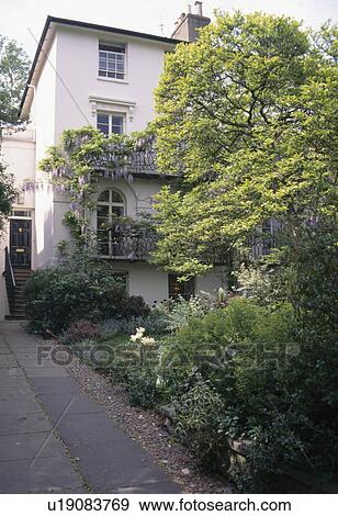 Paved path and large tree in garden in front of white Victorian townhouse View Large Photo Image Stock Photo - Paved path and large tree in garden in front of white Victorian townhouse. Fotosearch