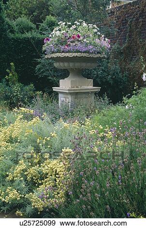 Petunias and lobelia in stone urn on plinth in summer garden border with yellow helichrysum and lavender View Large Photo Image Stock Photo - Petunias and lobelia in stone urn on plinth in summer garden border with yellow helichrysum and lavender. Fotosearch