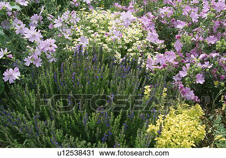 Pink and mauve mallow in shrub border with anchusa View Large Photo Image Stock Image - Pink and mauve mallow in shrub border with anchusa. Fotosearch