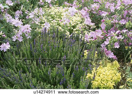 Pink and mauve mallow in shrub border with anchusa View Large Photo Image Stock Image - Pink and mauve mallow in shrub border with anchusa. Fotosearch