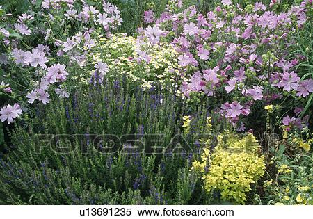 Stock Photography - Pink and mauve mallow in shrub border with anchusa. Fotosearch